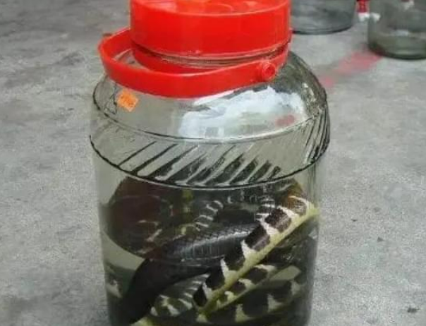 MK体育官方入口-男子用2条毒蛇泡酒，12年后打开本想品尝美酒，谁知出现惊人现象